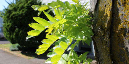 Die Robinie wurde in Europa vor über 300 Jahren eingeführt. So ist sie zum Beispiel schon um 1710 in der heutigen Tschechischen Republik nachgewiesen worden. Heute dient die Robinie mehr als 100 Mikro-Pflanzenfressern als Wirt. Nahaufnahme eine Baums in der Nähe einer Straße