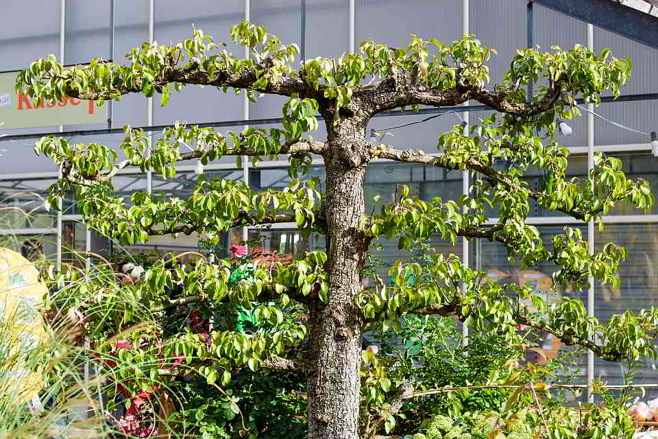 Waagerechtes Spalier: Williams-Christ-Birnen bekommen besonders viel Sonne und sind leicht zu pflücken. Der Baumschnitt gelingt wegen der symmetrischen Form auch Gartenanfängern. Foto: GMH/Giesebrecht