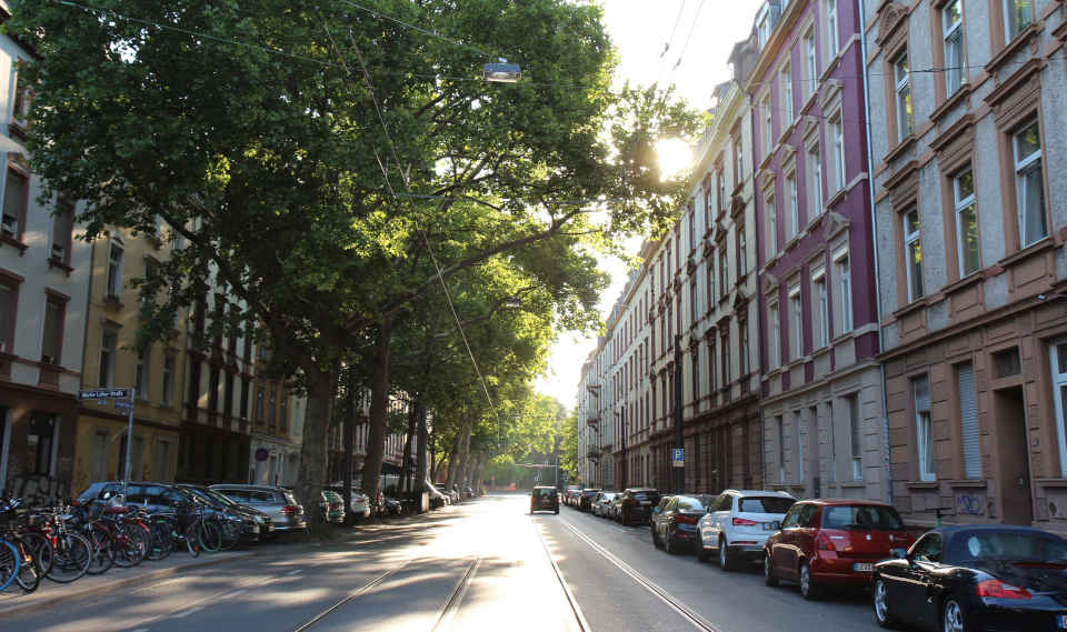 Straßenbäume in Frankfurt Straßenbäume im Frankfurter Nordend. Foto: Lynn Anders / BUND Hessen