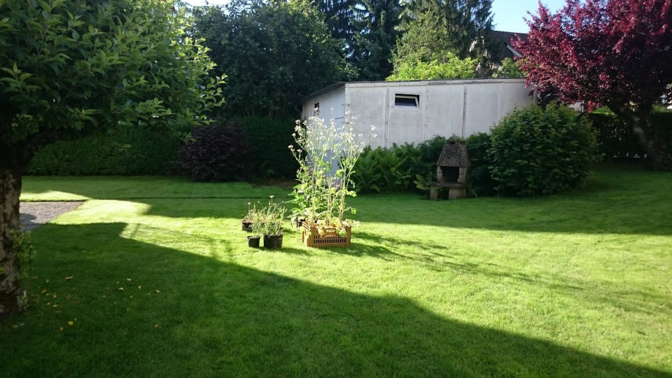 Einer der 24 Versuchsgärten in Zürich, in denen Freiwillige über Stunden hinweg jedes blütenbesuchende Insekt protokolliert und gefangen haben. In einem Garten auf einem gemähten Rasen stehen vier verschiedene Blumentöpfe mit Pflanzen.
