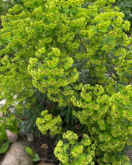 Die schmalen Blätter der Wolfsmilch sind von einer Wachsschicht überzogen Blätter der Bläulichen Wolfsmilch