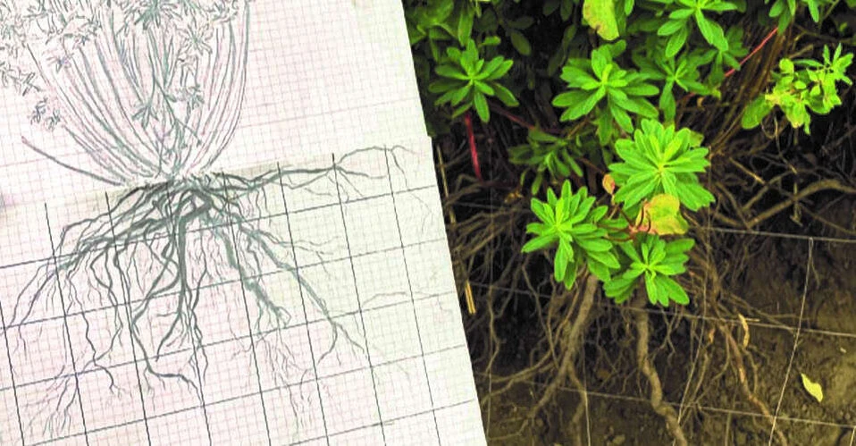 Maßstabgetreue Zeichnung der Wurzeln mithilfe eines Gitters