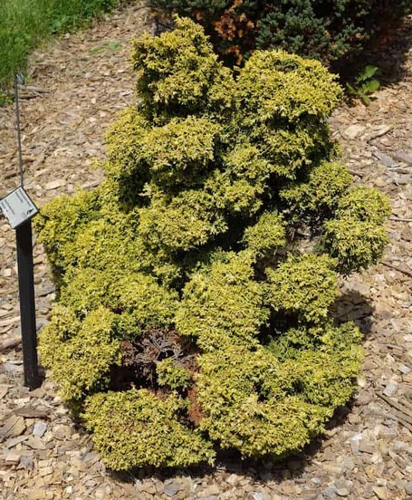Zwerg-Muschelzypresse (Chamaecyparis obtusa). Durch ihr langsames Wachstum und ihr ungewöhnliches Erscheinungsbild erfreuen sich viele an der Zwerg-Muschelzypresse (Chamaecyparis obtusa). Die fächerartig abstehenden Seitenzweige erinnern an Muschelschalen