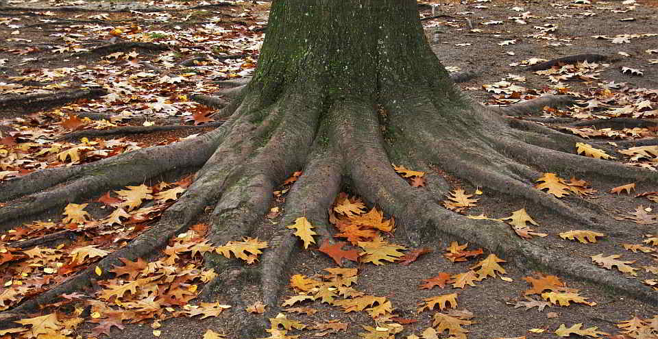 Baumwurzeln Herüberwachsende Baumwurzeln dürfen zurückgeschnitten werden