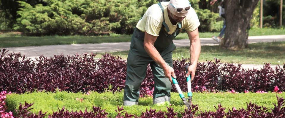 Mann schneidet eine Hecke