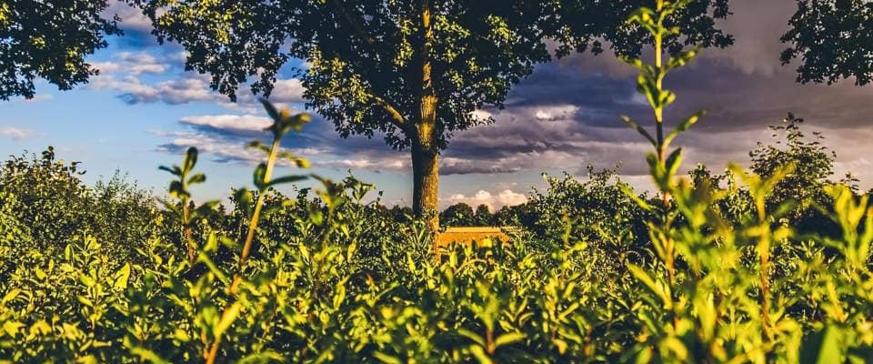 Ungepflegte Hecke