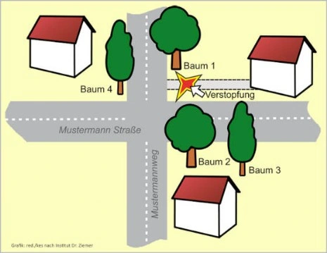 4 mögliche Verursacher. Aber welcher Baum ist es? Ein 'genetischer Fingerabdruck' sorgt für Klarheit und Rechtssicherheit. 