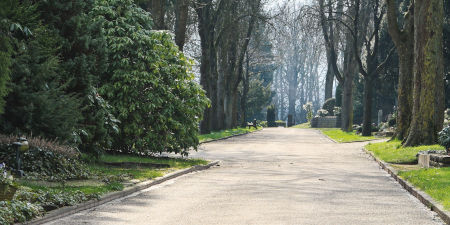 Breiter Weg umsäumt von hohen Bäumen auf einem Friedhof