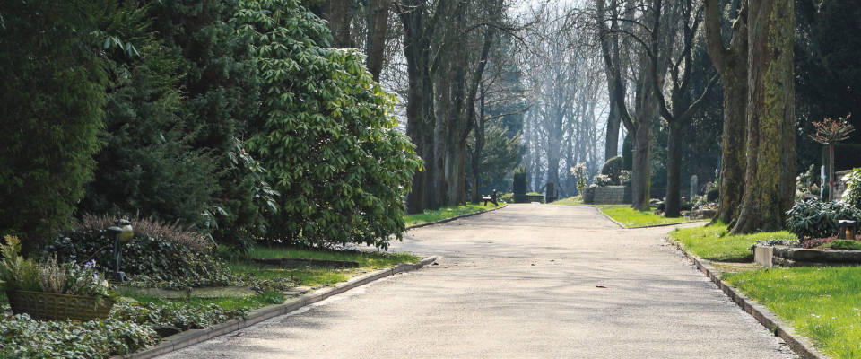 Breiter Weg umsäumt von hohen Bäumen auf einem Friedhof