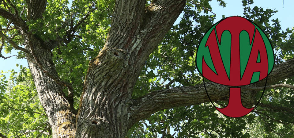 VTA Baumkontrolle VTA (Visual Tree Assessment) - ein seit vielen Jahren erprobtes und praxisgerechtes Bewertungsverfahren