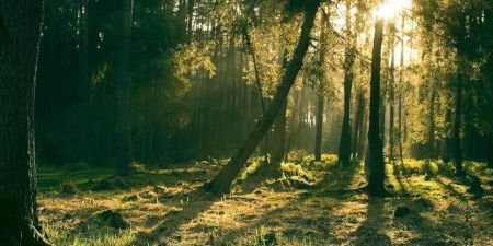 Waldstück am frühen Morgen