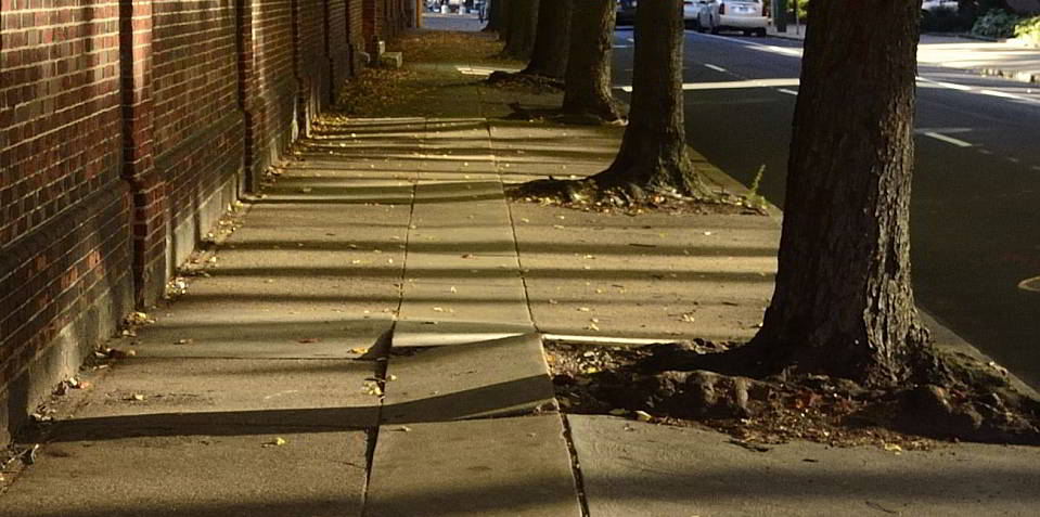 Wurzelschaden Die Wurzeln des Straßenbaumes haben die Gehwegplatten angehoben