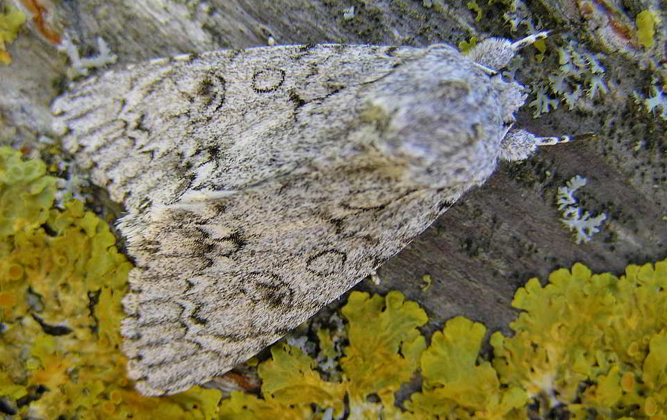 Falter Ahorn-Rindeneule