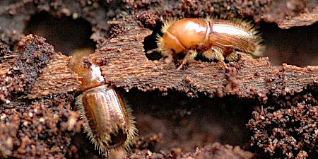 Pilz neutralisiert die Abwehr von Borkenkäfern – und nutzt sie gegen die Käfer Noch nicht ausgefärbte Jungkäfer unter der Rinde