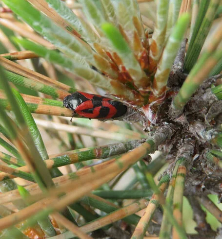 Kiefernblutzikade inmitten von Kiefernnadeln
