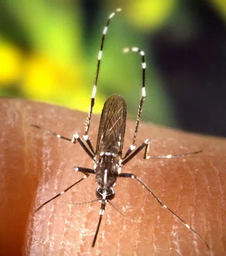 Aufbau eines Warnsystem vor tropischen Stechmücken - Schadorganismen