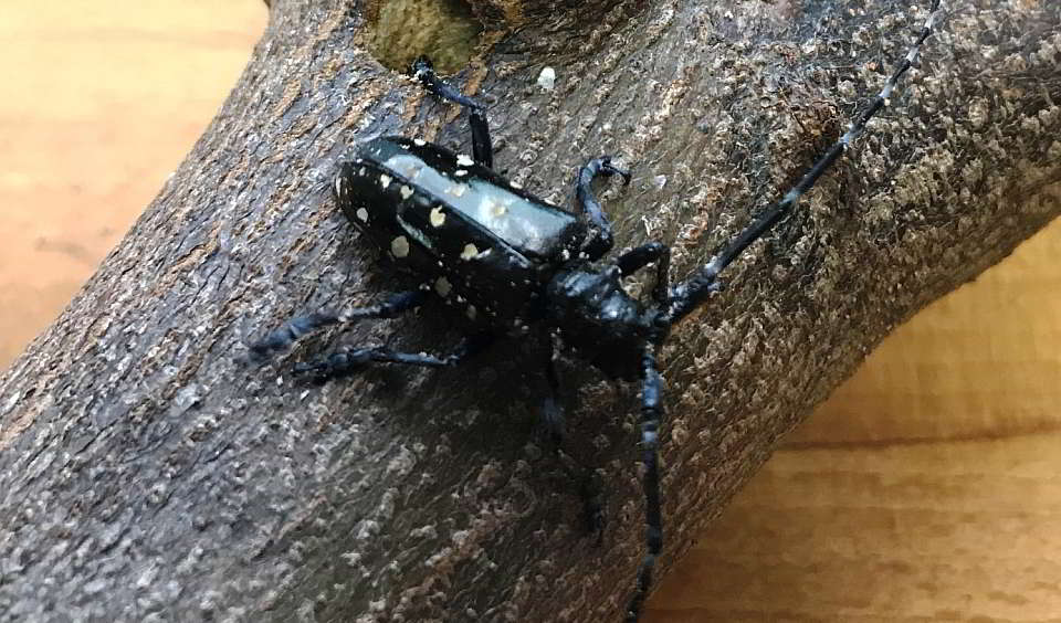 Frisch geschlüpfter Käfer im Freisinger Quarantänelabor. Bild: LfL