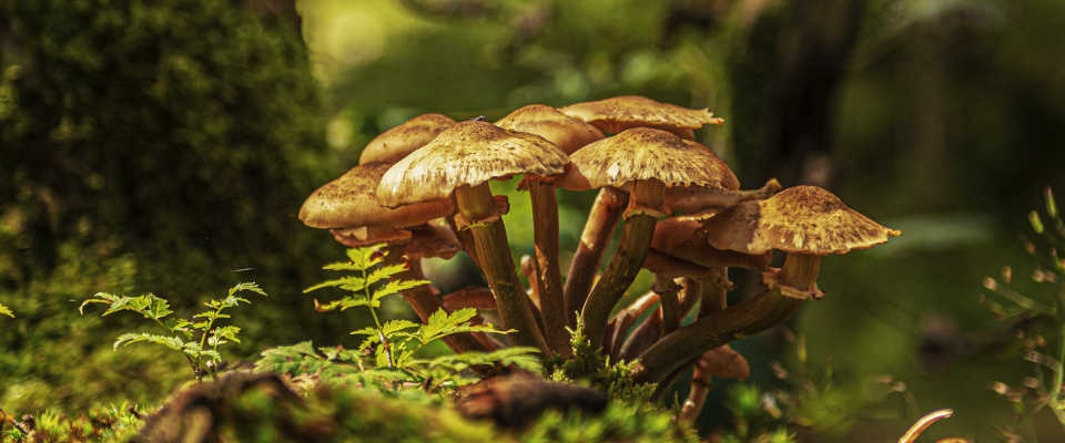 Honiggelber Hallimasch