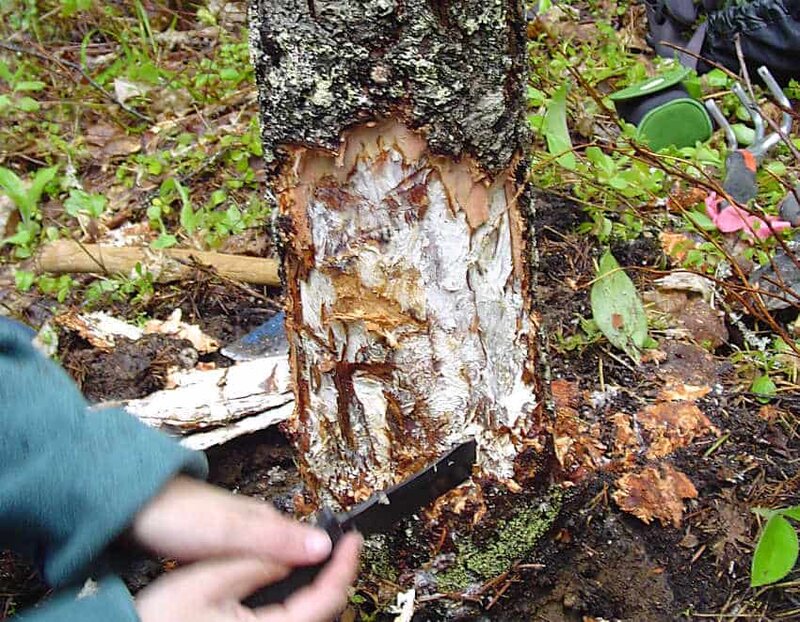 Schadbild Hallimasch an Douglasie