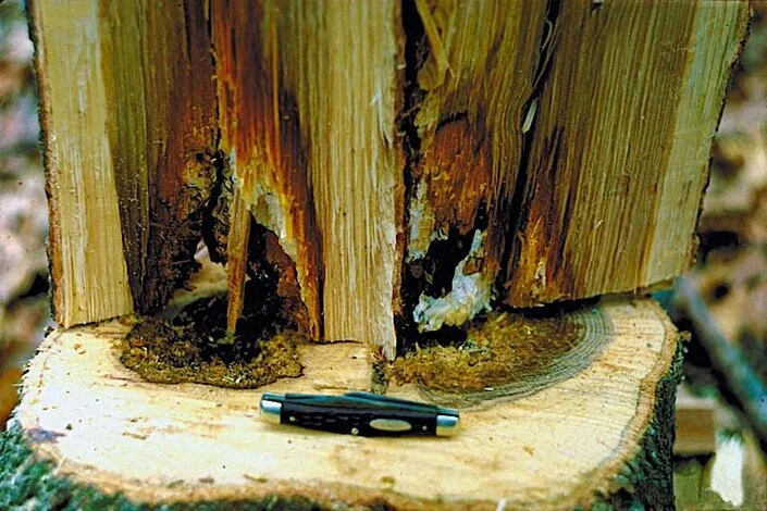 Längsschnitt durch den Stamm zeigt den Hallimschschaden