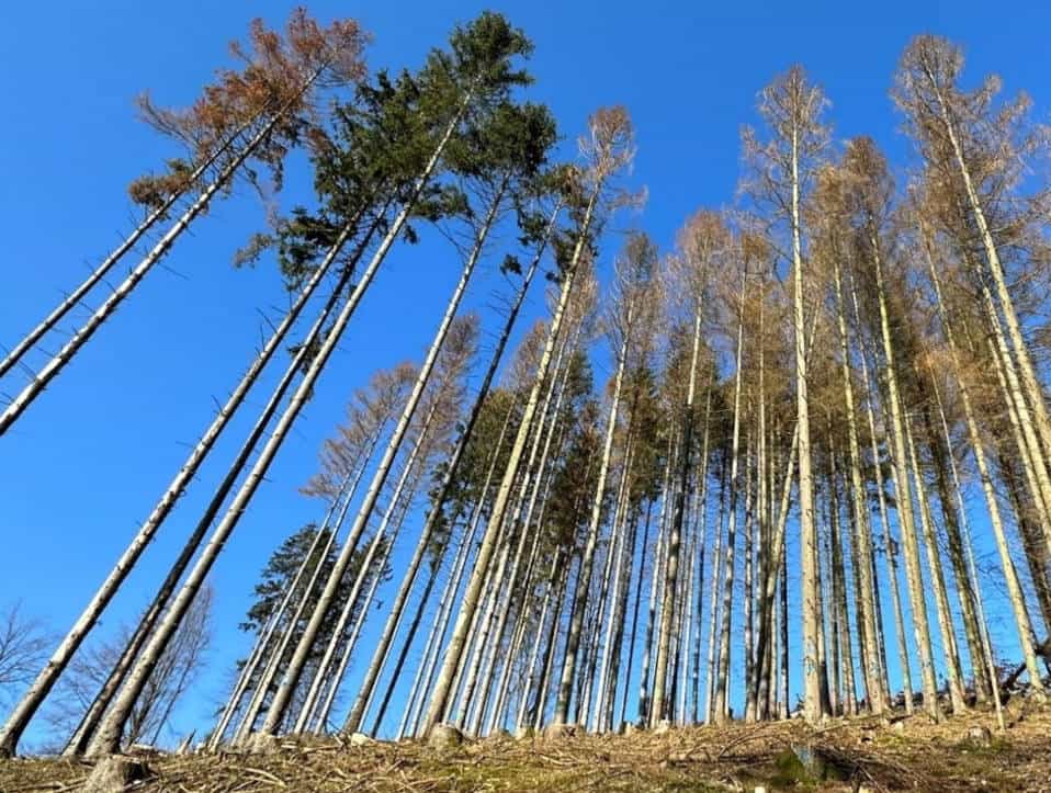 Von Borkenkäfern befallenes Holz bleibt als Rohstoff verfügbar befallerner Fichtenbestand