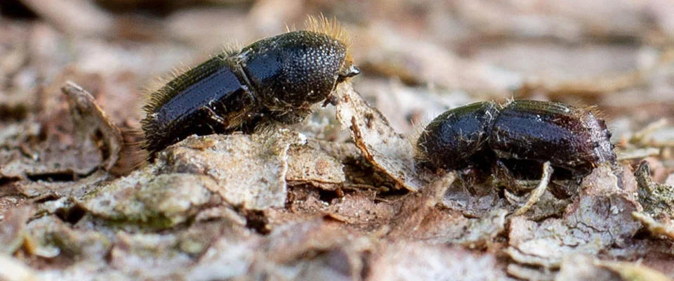 Nahaufnahme zweier Fichtenborkenkäfer