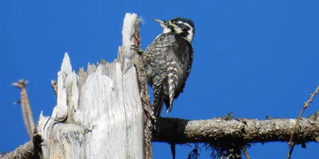 Ein Specht sitzt auf der Spitze eines abgestorbenen Baums