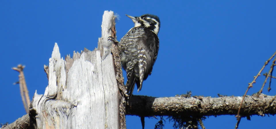 Der Dreizehenspecht (Picoides tridactylus) baut Höhlen ins Totholz und davon profitieren auch andere Tiere. 
