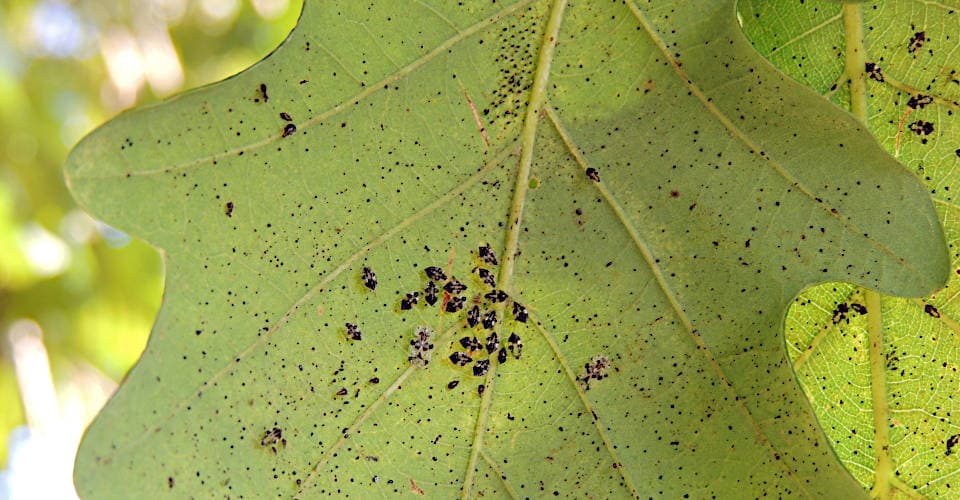 Auf der Unterseite eines Eichenblatts sind viele Eichennetzwanzen zu erkennen.