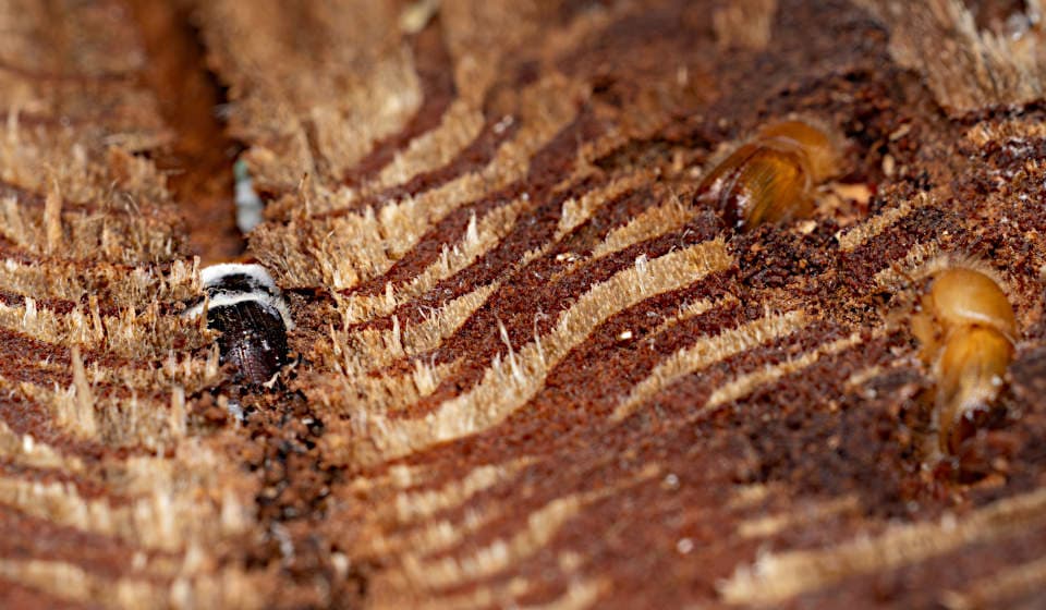 Ausgewachsene Fichtenborkenkäfer in ihren Gängen in der Borke einer Fichte. Der Käfer in der Mitte ist mit dem Pilz Beauveria bassiana infiziert. Fichtenborkenkaefer in den Fraßgängen