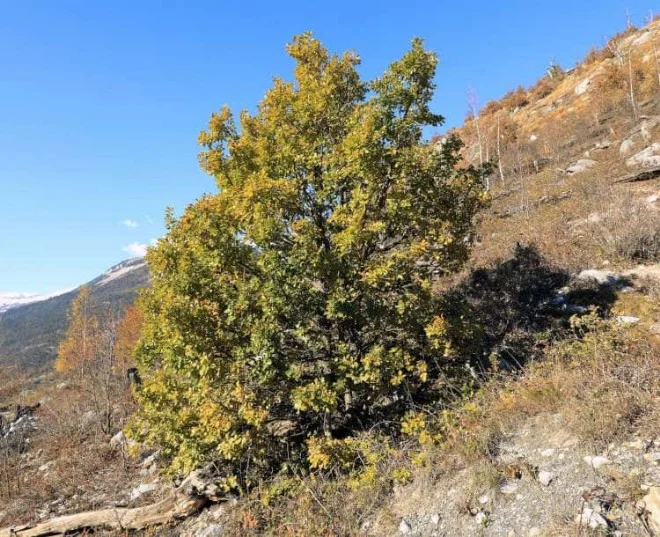 Diese Eiche erholte sich nach einem Waldbrand wieder