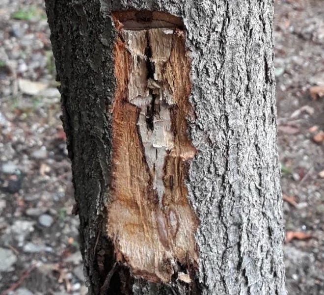 Befall mit  Phytophthora cinnamomi