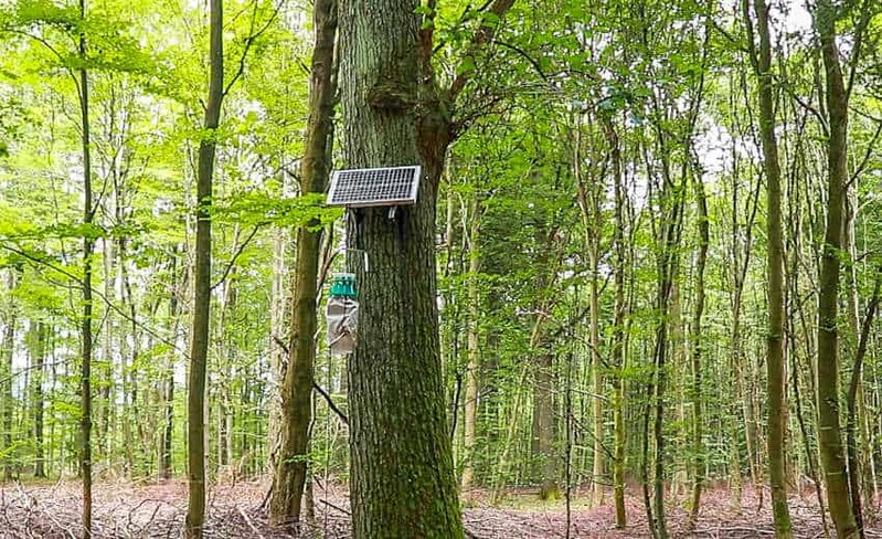 Automatisierte Pheromonfalle an einem Baum