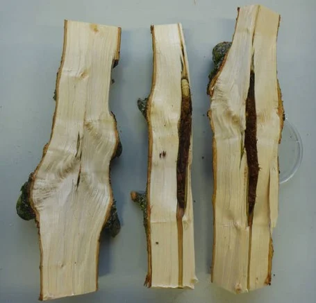 Gangsystem Gangsysteme des ALB und eine Larve, Befallsholz aus Feldkirchen. Foto: LfL