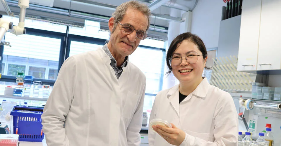 Jonathan Gershenzon und Ruo Sun mit einer Kultur des Pilzes Beauveria bassiana in einer Petrischale. Zwei Personen in weißen Laborkitteln stehen in einem Labor und begutachten eine Petrischale.