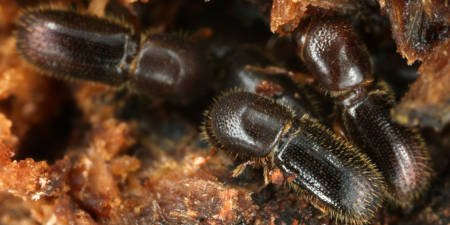 Kleiner Holzbohrer Ambrosiakäfer in ihrem Nest