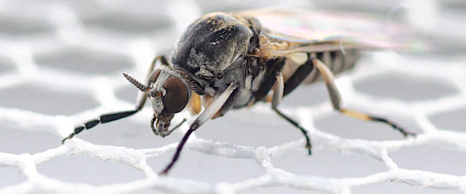 Die Art Simulium ornatum gehört zu den veterinär- und humanmedizinisch relevanten Kriebelmücken. Makroaufnahme einer Kriebelmücke