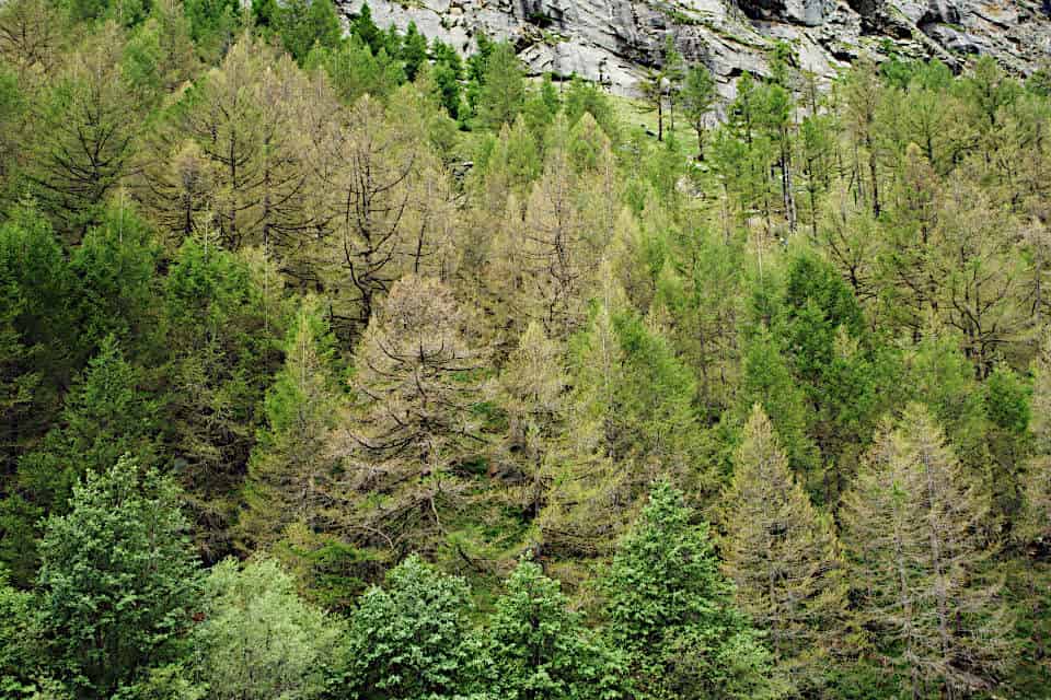 Das Bild zeigt eine Luftaufnahme von einem Wald mit einigen dürren, braunen Lärchen