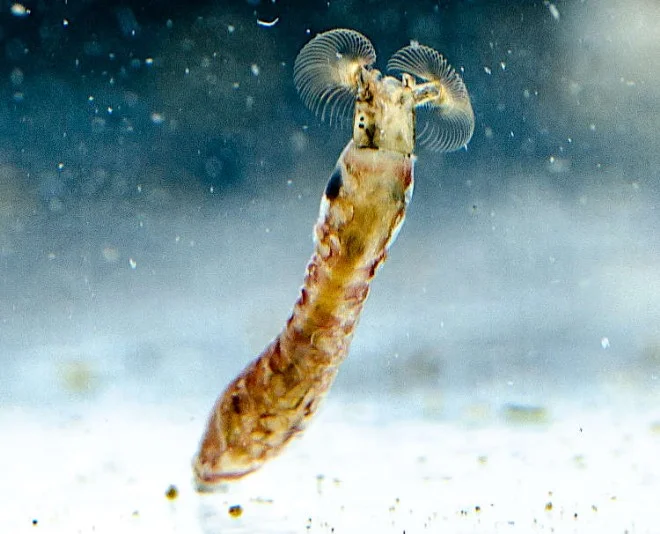 Larve von Simulium ornatum