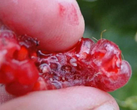 Larve Larve im Fruchtfleisch einer Himbeere