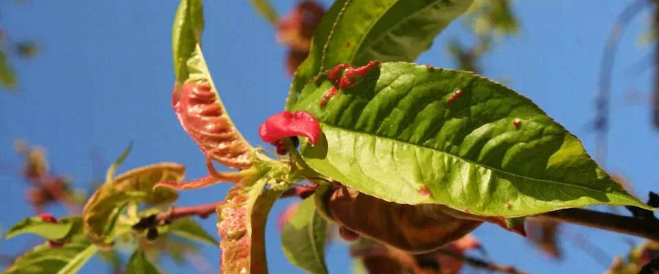Das Schadbild zeigt auffällige Kräuselungen und gelb bis rötlich gefärbte Blasen. 