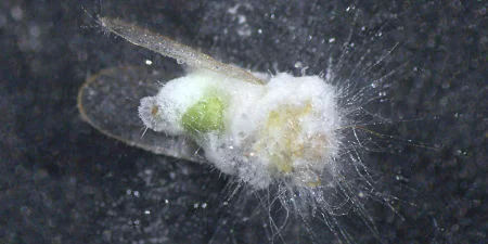 Pilz tötet Birnenblattsauger ab
