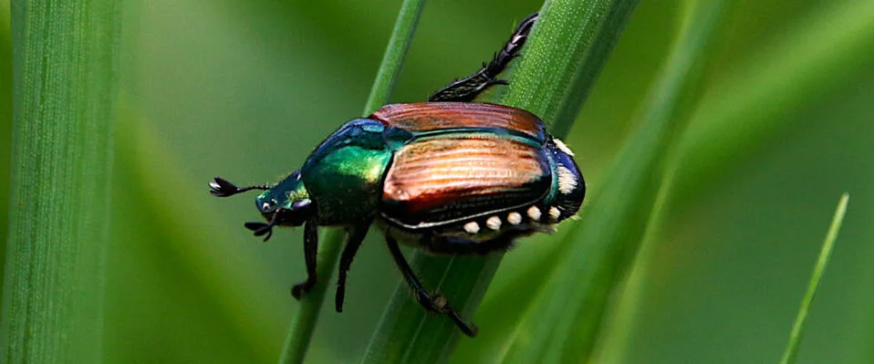 Ein Käfer sitzt auf einem grünen Stängel