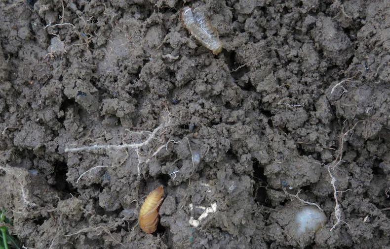 Engerling unten oben im Bild die Puppenhaut noch der Häutung