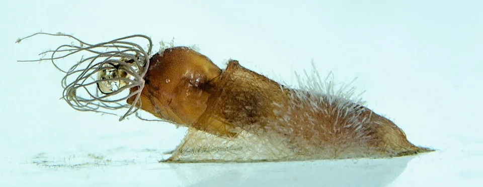 Kriebelmücken leben semiaquatisch: Im Ei-, Larven und im Puppenstadium sind sie auf Fließgewässer angewiesen. Puppe der Kriebelmücke