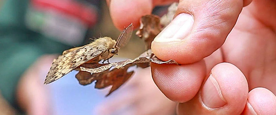 Eine Hand hält ein vertrocknetes Blatt auf dem ein Falter sitzt