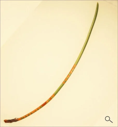 Das Bild zeigt eine Kiefernnadeln vor einheitlich gelbem Hintergrund mit typischen, ringförmigen Vergilbungen, die von der Kiefernblutzikade stammen.