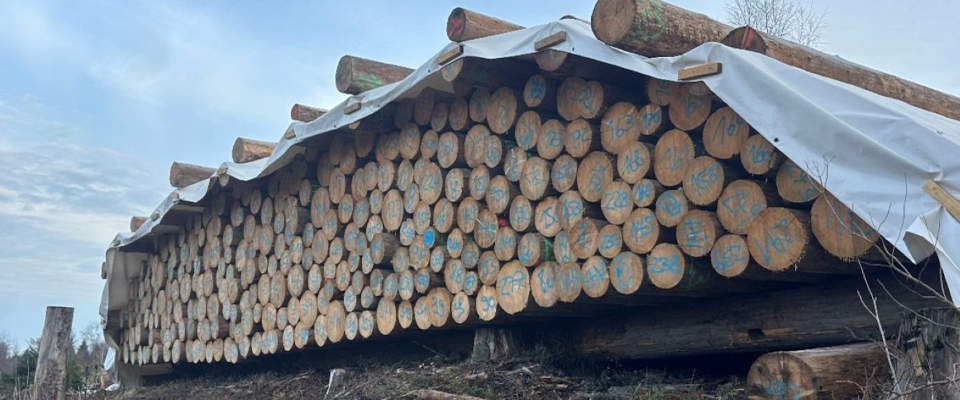 Von Borkenkäfern befallenes Holz bleibt als Rohstoff verfügbar Von Borkenkäfern befallenes Fichtenholz im Trockenlager.