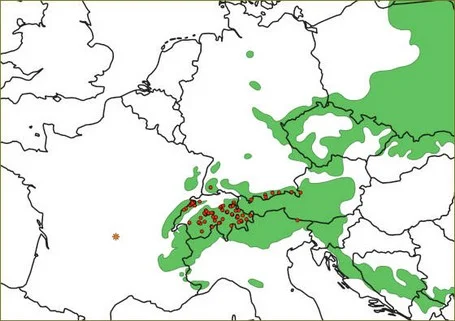 Die Fundorte des neuen Pilzes (rote Punkte) und das Verbreitungsgebiet der einheimischen Fichte (Picea abies) (grün). Grafik: Ludwig Beenken