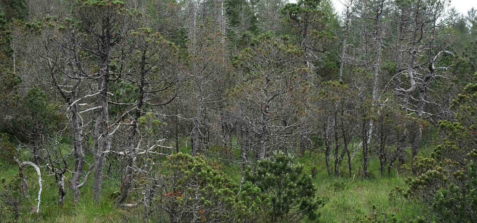 Verkahlende Spirken (Pinus mugo ssp. rotundata) im Hochmoor Wildsteig. Kahle Moorkiefern